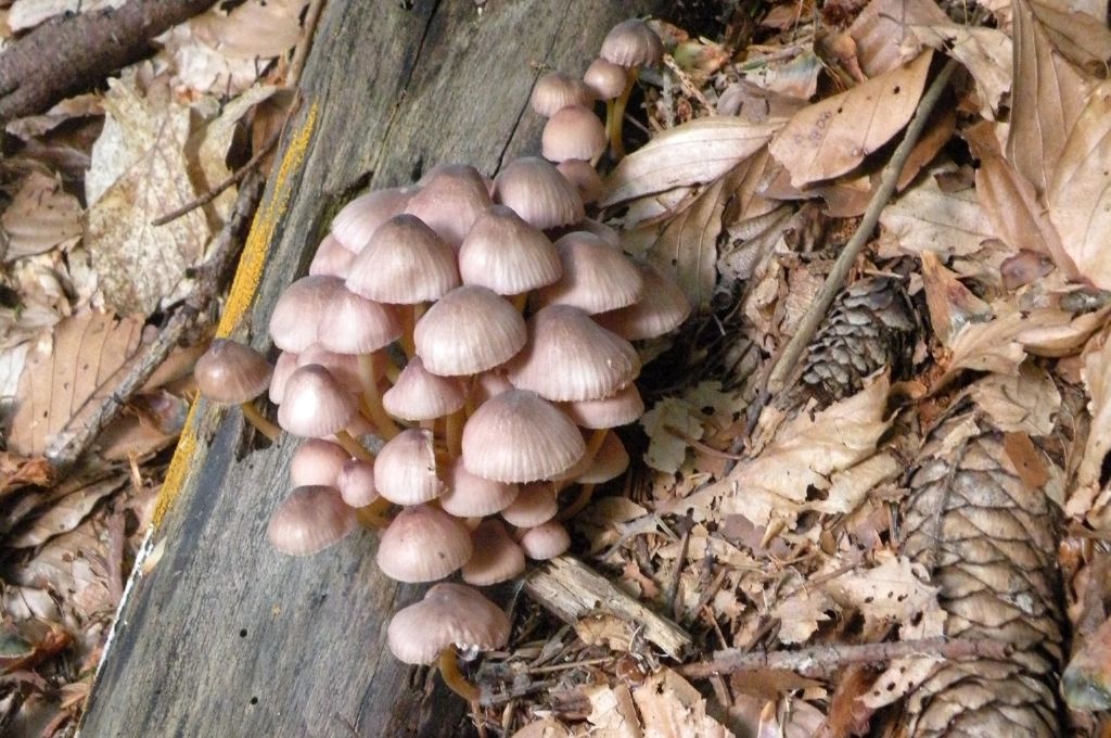 Mycena con pileo rosa e gambo giallo